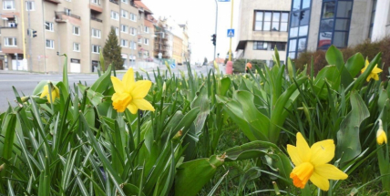 Příjemné jarní teploty proměňují ulice v květinové záhony