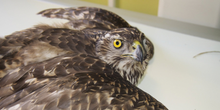 Dva ošklivě poraněné dravce má na svědomí neznámý pachatel!