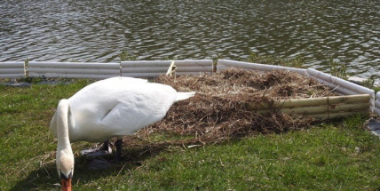 Labutě opět sídlí na Nováku, hnízdo si postavily na ostrůvku