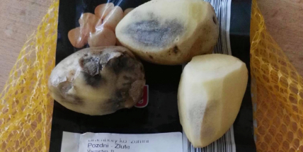 České brambory nejsou, musí je nahrazovat dovážené, dražší