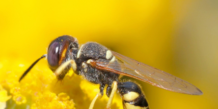 Na střeše kulturního domu v Příbrami se možná budou chovat včely