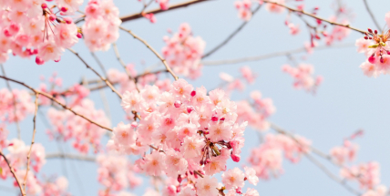 Dnes je první máj, lásky čas