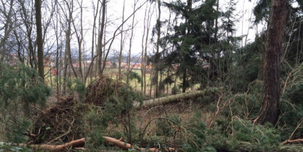 Dva stromy spadly na projíždějící auta