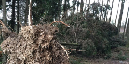 Městské lesy vydaly zákaz vstupu do lesních porostů