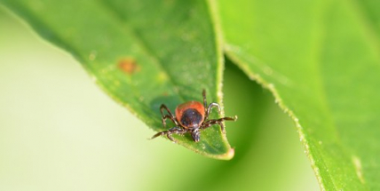 Pozor na klíšťata! Jsou ve svém živlu