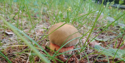 Foto dne: Na houby nemusíte do lesa, i v Příbrami je dobré podhoubí