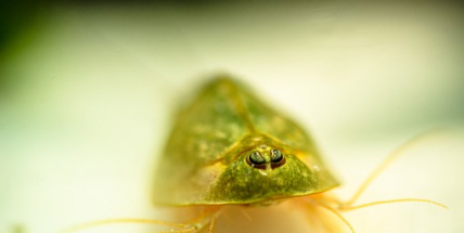 Listonoh letní - dinosauři ještě nevymřeli