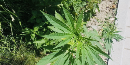 Tulipány v ulicích odkvetly, začíná se zelenat „tráva“