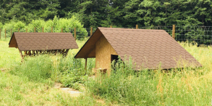 Lidé chtěli ovcím přilepšit, místo toho je postupně pozabíjeli