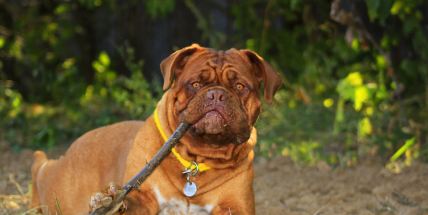 Místo ovcí budou v lesoparku běhat pejskové