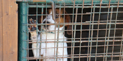 Odložených pejsků ubývá