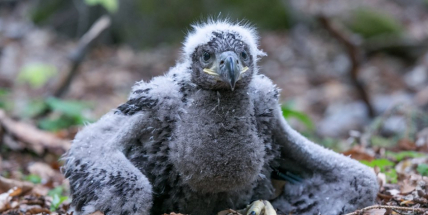 Orli mořští vyvedli v Brdech dvě mláďata