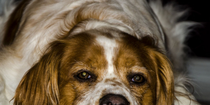 Chraňte své domácí mazlíky před přehřátím. Konec může být rychlý