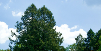 V Brdech byl vyhlášen další památný strom