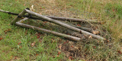 Smutné: Útok vandalů tentokrát nepřežil mladý kaštan