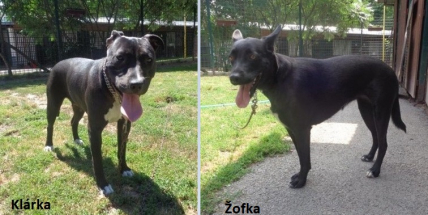 Od začátku července byly v Příbrami odchyceny dvě fenky. Na své majitele čekají v psím útulku v Lazci