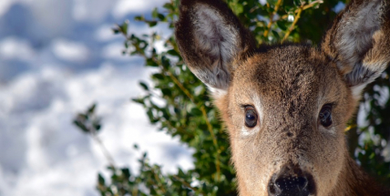 Zvěř zavinila na Příbramsku čtvrtinu nehod