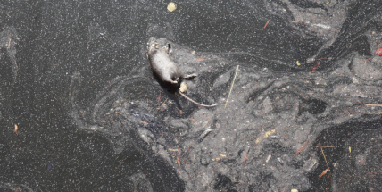 Kvůli přemnoženým hlodavcům proběhla letos v červnu plošná deratizace města