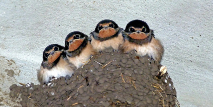 Mláďata rorýsů, jiřiček, vlaštovek a dalších ptáků ve vedrech předčasně vyskakují z hnízd