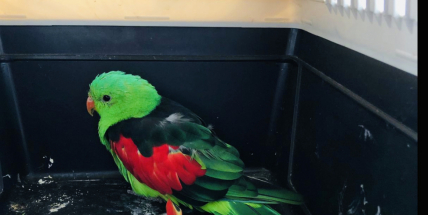 Městští strážníci odchytili papouška