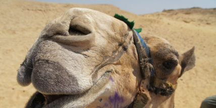 Kuriózní případy, které řešily pojišťovny za první polovinu prázdnin