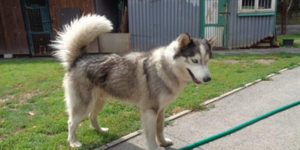 Neutekl někomu sibiřský husky?