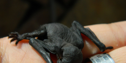 Přijďte mezi netopýry