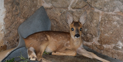 Srnče se vážně zranilo při senoseči