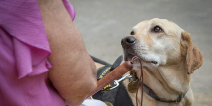 Vlnu veder vystřídá na Příbramsku a Sedlčansku vlna asistenčních psů