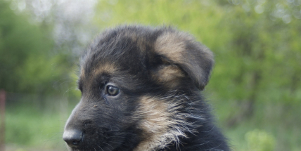 Neznámý pachatel ukradl tři štěňata