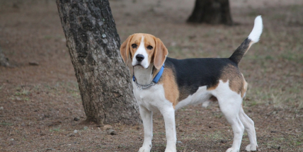 Nechte si svého psa očipovat