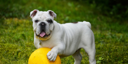 Chystá se doslova zvířecí víkend