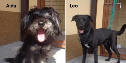 Psí útulek v Lazci má další dva nové nalezence