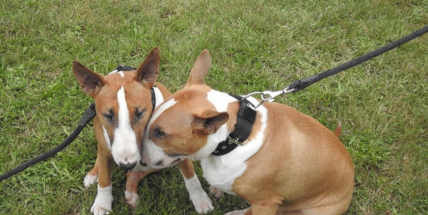 Den pro zvíře nejen potěšil, ale i pomohl