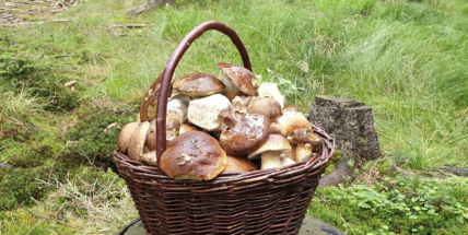 Rostou! Houbaři nosí plné koše