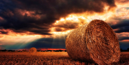 Objednal si přes internet dvanáct balíků sena, zaplatil tisíce a nedostal nic