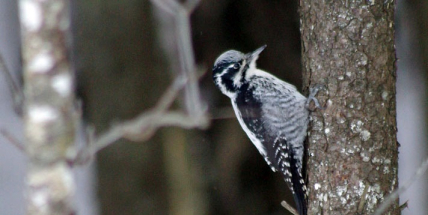 V jižní části Brd se uhnízdil vzácný datlík tříprstý