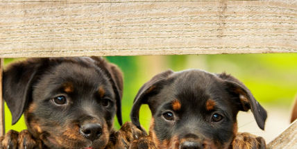 Máte doma pejska? Dejte mu pamlsek, má dnes svátek