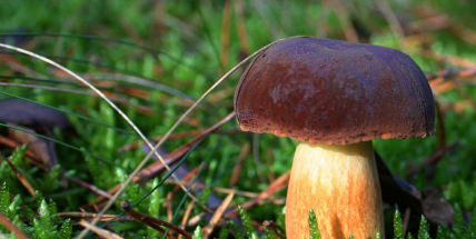 Nechali jsme otestovat hřiby na obsah olova. A již známe výsledky