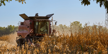 V boji proti škůdcům pomáhají místním zemědělcům dravé vosičky