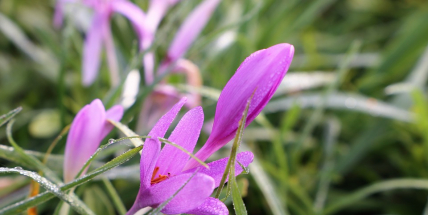 V Brdech můžete vidět naháče. Jeho květ je považován za nejdelší mezi evropskými druhy