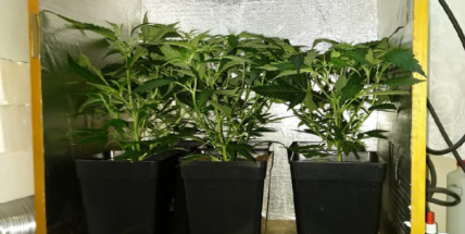 Kriminalisté obvinili dva dealery drog. Jeden se hájil tím, že konopí pěstuje, protože se mu rostlinka líbí
