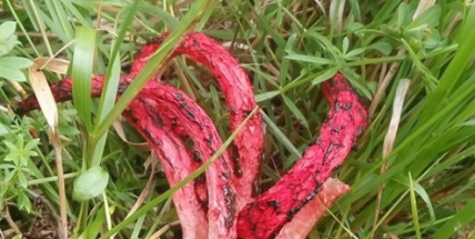 Už jste u nás viděli houbu z Nového Zélandu? V Brdech roste