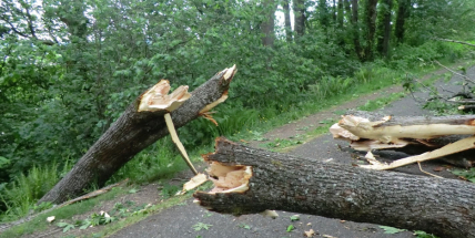 Varování meteorologů: Silný vítr může vyvracet stromy
