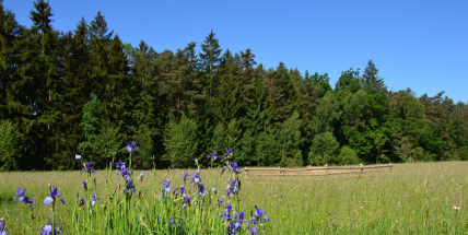Pozor na kosatce a chřástala