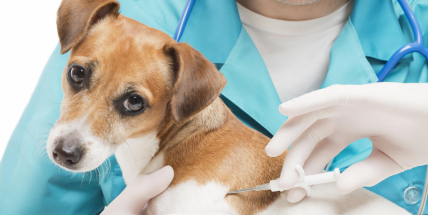 Nemáte očipovaného psa? Zaděláváte si na problém