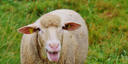 V Příbrami jsou desítky až stovky stavebních pozemků, na kterých se pasou ovce