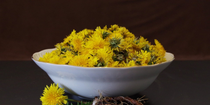 Smetanka lékařská: Bylinka na rakovinu, která roste všude