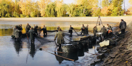V Novém rybníce plavalo zhruba 7 metráků lína obecného
