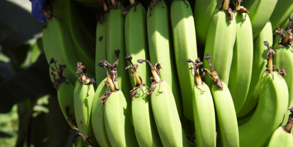 V zásilce banánů přicestoval do příbramského Tesca exotický pavouk